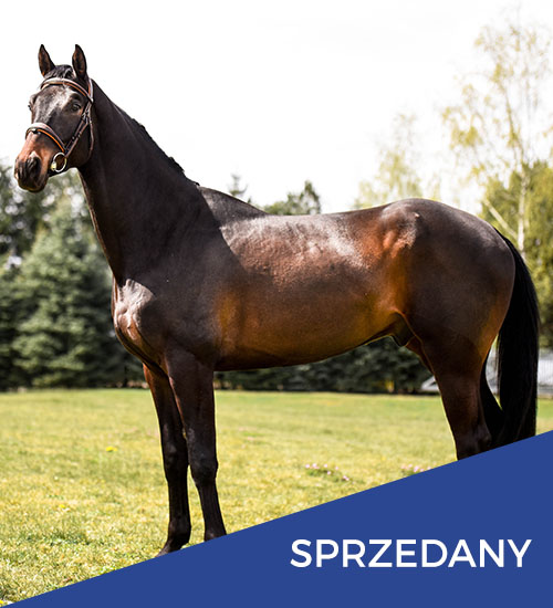 konie na sprzedaż senquest